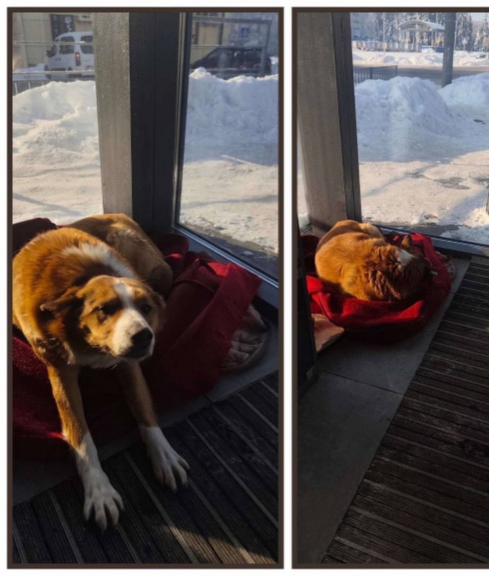 собаку в АТБ