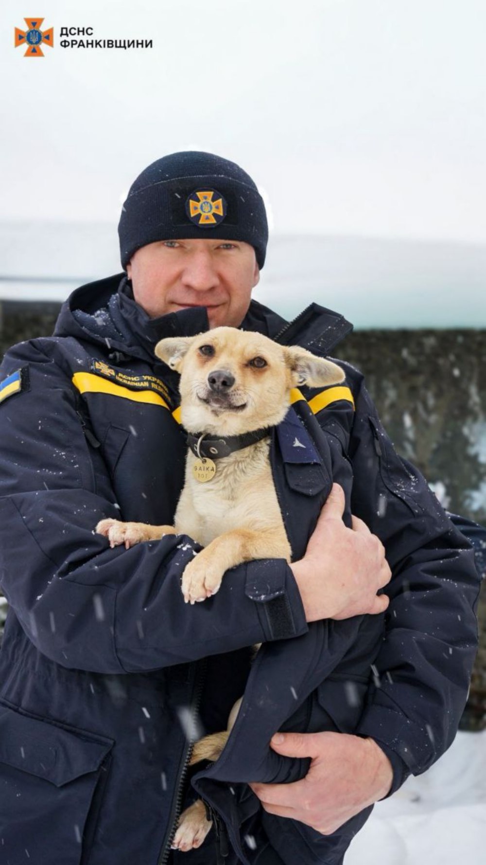 Українців закликають зігріти безпритульних тварин