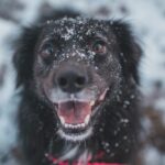 Морози випробовують на людяність… Українців закликають зігріти безпритульних тварин