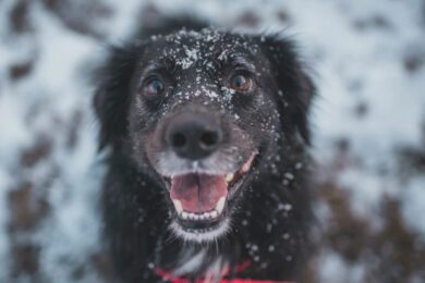 Морози випробовують на людяність… Українців закликають зігріти безпритульних тварин
