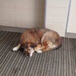 Не пускали собаку в АТБ погрітися під час морозу: мережа оновила внутрішні правила допомоги тваринам після скандалу – подробиці