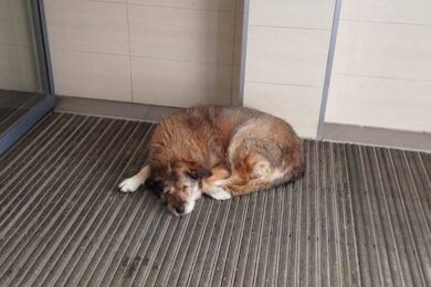 Не пускали собаку в АТБ погрітися під час морозу: мережа оновила внутрішні правила допомоги тваринам після скандалу – подробиці