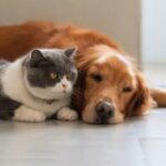 Допомога для тварин деяких ВПО на Хмельниччині – можна отримати переноски, наповнювачі та захист від паразитів