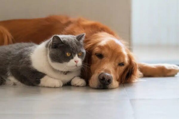 Допомога для тварин деяких ВПО на Хмельниччині – можна отримати переноски, наповнювачі та захист від паразитів