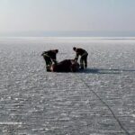 Примерз до криги: на Дніпропетровщині врятували лебедя (фото)