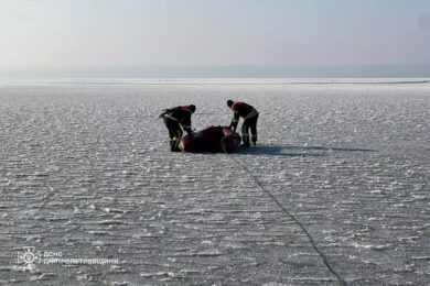 Примерз до криги: на Дніпропетровщині врятували лебедя (фото)