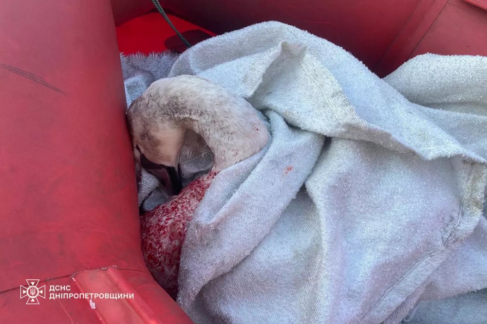 на Дніпропетровщині врятували лебедя 2