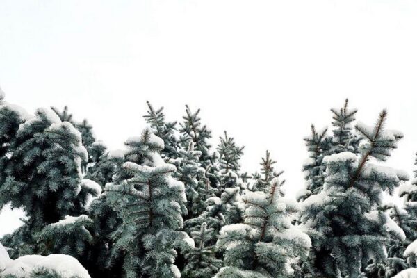 погода в Україні 1 лютого 2