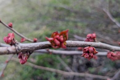 28 січня – яке сьогодні свято, прикмети і традиції, пам’ятні дати, іменини