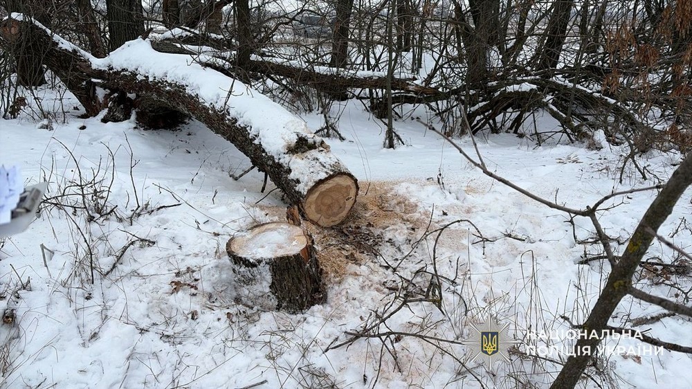 Викрито злочинне угрупування, учасники якого вирубували ліс на Дніпропетровщині у великих масштабах. Незаконно зрубану деревину перевозили, зберігали на складських приміщеннях та реалізовували. Про це «Новини України – НСН» інформують з посиланням на поліцію і прокуратуру. Вирубували ліс на Дніпропетровщині у великих масштабах: що відомо За даними слідства, підозрювані протягом липня 2025 — січня 2026 років без спеціальних дозволів здійснювали незаконну вирубку дерев у захисних лісосмугах . Поліцейські встановили, що група мешканців області у складі організованої злочинної групи   систематично здійснює вирубку дерев у лісових насадженнях Дніпровського району. В ході оперативних заходів злочини задокументували та встановили всіх осіб, причетних до  незаконної вирубки деревини.   22 січня слідчі слідчого управління ГУНП в Дніпропетровській області спільно з оперативниками управління карного розшуку, за силової підтримки полку поліції особливого призначення, під процесуальним керівництвом Дніпропетровської обласної прокуратури, провели масштабну спецоперацію. У ході заходів правоохоронці здійснили 10 обшуків за місцями проживання фігурантів, на складах зберігання деревини та на місцях вирубки. Під час слідчих дій вилучено бензопили, мобільні телефони, чорнові записи, документацію щодо обігу деревини, електричний дровокол, а також значні обсяги спиляних дерев сосни та тополі - понад 100 кубометрів заготовленої деревини, пелети для опалення та дрова. Унаслідок протиправних дій довкіллю завдано збитків на суму понад 1 млн грн. За процесуального керівництва Дніпропетровської обласної прокуратури повідомлено про підозру трьом мешканцям м. Дніпра за фактом незаконної порубки дерев у захисних та інших лісових насадженнях, а також перевезення, зберігання та збуту незаконно зрубаних дерев, вчинених за попередньою змовою групою осіб (ч. 4 ст. 246 КК України). Також до суду подано клопотання про обрання їм запобіжного заходу у вигляді тримання під вартою. Наразі тривають слідчі дії, встановлюється повне коло осіб, причетних до вчинення кримінального правопорушення, та вирішується питання щодо обрання підозрюваним запобіжних заходів.