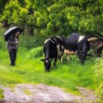 В Україні з 1 січня запрацювали вимоги до благополуччя сільськогосподарських тварин – що це означає