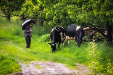 В Україні з 1 січня запрацювали вимоги до благополуччя сільськогосподарських тварин – що це означає