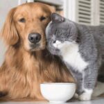 Гуманітарна допомога у Краматорську – можна отримати корм для домашніх тварин