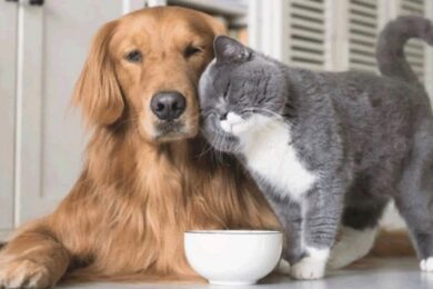 Гуманітарна допомога у Краматорську – можна отримати корм для домашніх тварин