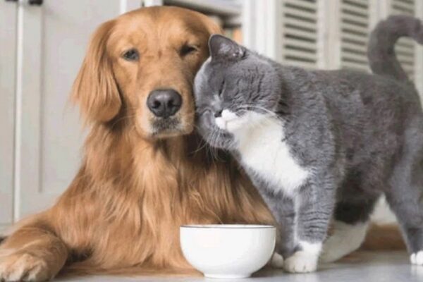 Гуманітарна допомога у Краматорську – можна отримати корм для домашніх тварин