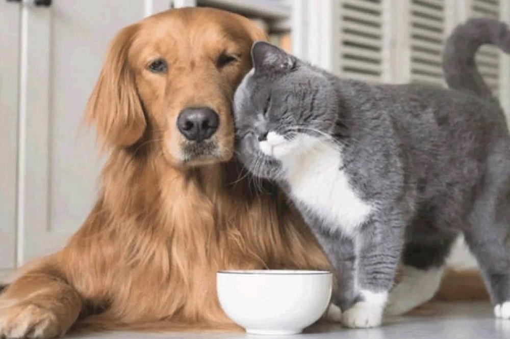 Гуманітарна допомога у Краматорську – можна отримати корм для домашніх тварин 1 Гуманітарна допомога у Краматорську – можна отримати корм для домашніх тварин