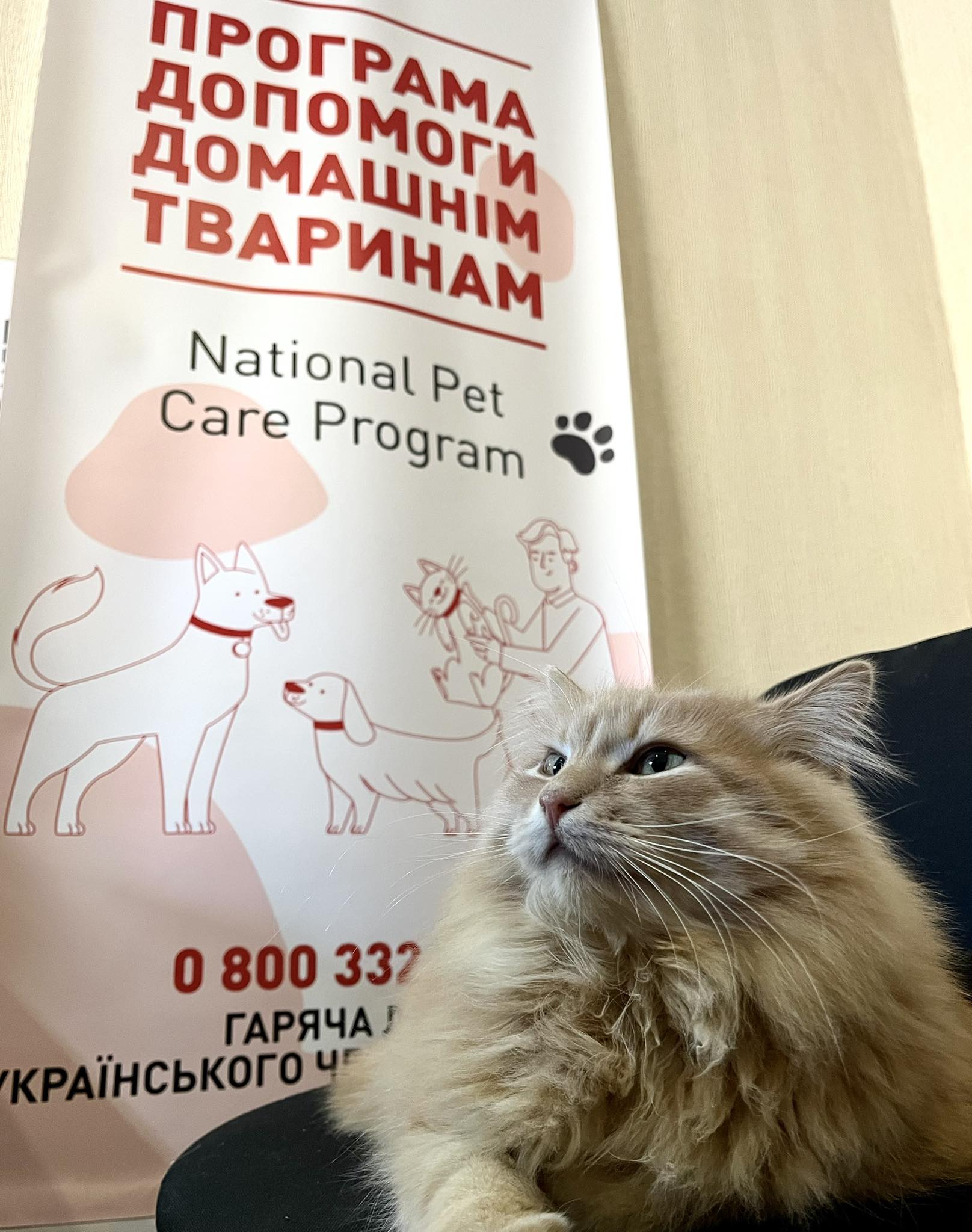 Відсьогодні розпочинається видача корму та товарів для домашніх тварин у Кривому Розі – куди звертатися