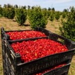 «Ми створили найбільший у світі