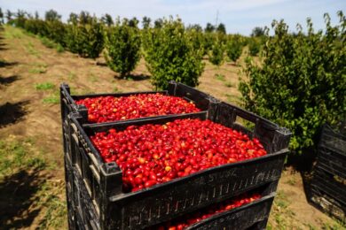 «Ми створили найбільший у світі