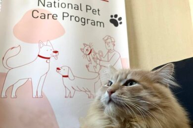 Відсьогодні розпочинається видача корму та товарів для домашніх тварин у Кривому Розі – куди звертатися