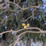 15 лютого – яке сьогодні свято, прикмети і традиції, пам’ятні дати, іменини