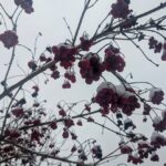 16 лютого – яке сьогодні свято, прикмети і традиції, пам’ятні дати, іменини