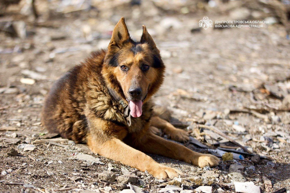 Дніпропетровщина (11) Дніпропетровщина (11)