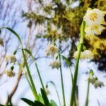 8 березня  – яке сьогодні свято, прикмети і традиції, пам’ятні дати, іменини