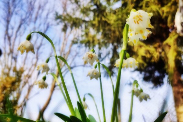 8 березня  – яке сьогодні свято, прикмети і традиції, пам’ятні дати, іменини