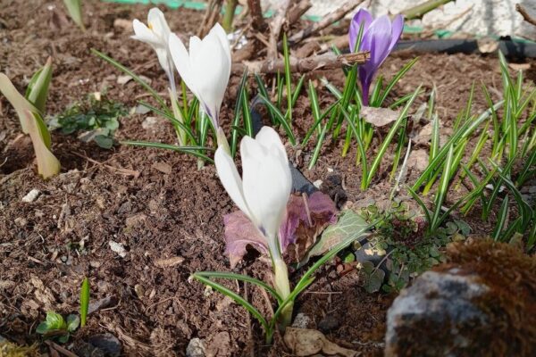 Прогріє до +18 – якою буде погода в Україні 16 березня