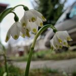 Потішить теплом до +15: якою буде погода в Україні 8 березня