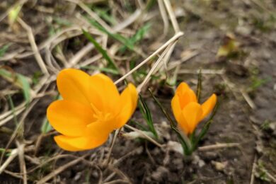 Хмарно, туман, грози: погода в Україні 1 квітня