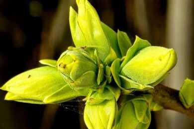 Мінлива хмарність і невеликий дощ: якою буде погода в Україні 25 березня