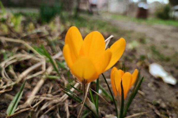 погода в Україні 15 березня 3
