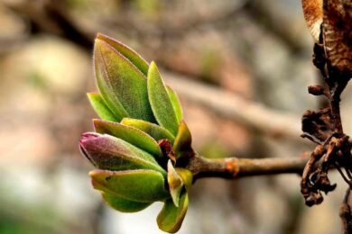 Хмарно з проясненнями: якою буде погода в Україні 21 березня