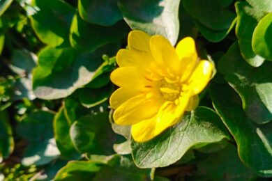 До 19 градусів тепла: якою буде погода в Україні 24 березня