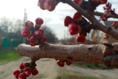 Хмарно і до +19: якою буде погода в Україні 31 березня