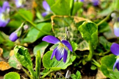 До 14 градусів тепла: якою буде погода в Україні 20 березня