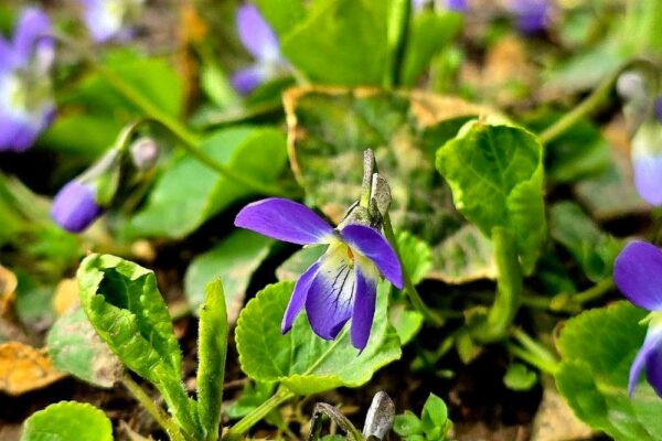 погода в Україні 3
