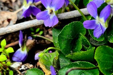 Мінлива хмарність і без опадів: якою буде погода в Україні 23 березня