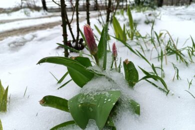 Очікується невеликий сніг та дощ: якою буде погода в Україні 5 березня