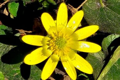 Без опадів: якою буде погода в Україні 14 березня