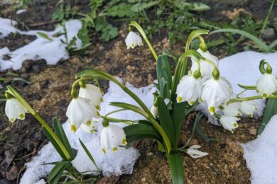 17 березня – яке сьогодні свято, прикмети і традиції, пам’ятні дати, іменини