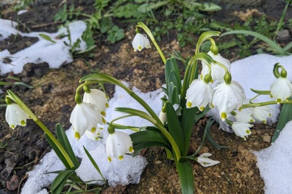 17 березня  – яке сьогодні свято, прикмети і традиції, пам’ятні дати, іменини