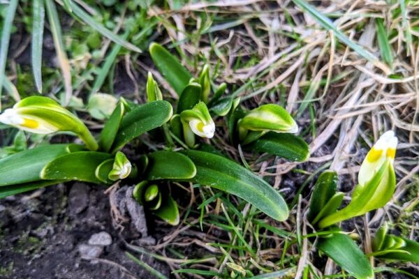 9 березня – яке сьогодні свято, прикмети і традиції, пам’ятні дати, іменини
