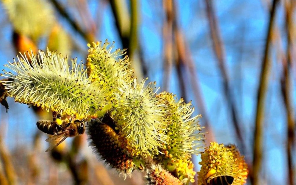 свята у квітні