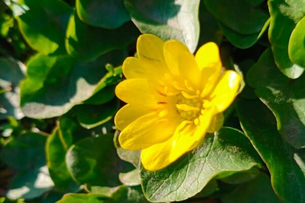 свята у квітні 3