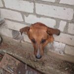 Безпритульний пес застряг головою у цегляній стіні і так просидів всю ніч: його не залишили в біді і допомогли