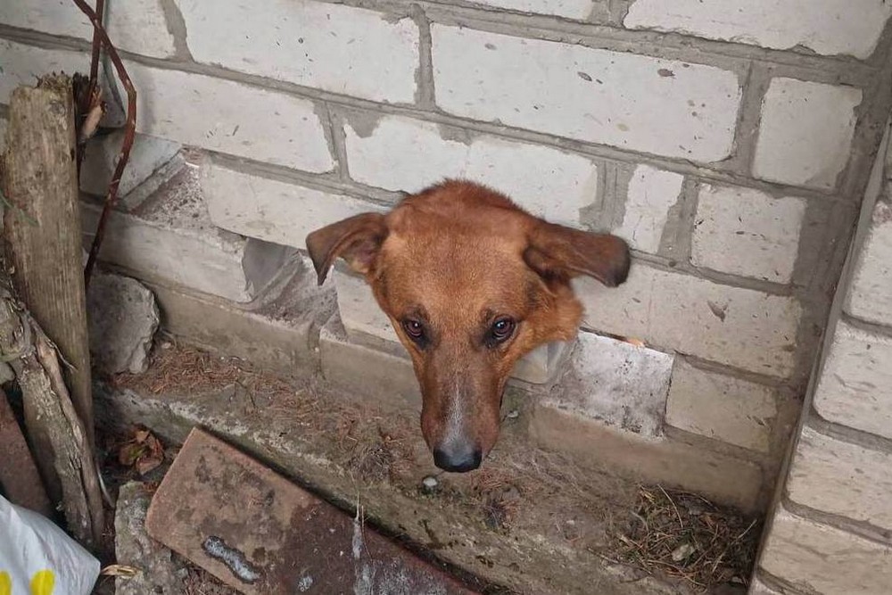 Безпритульний пес застряг головою у цегляній стіні і так просидів всю ніч: його не залишили в біді і допомогли