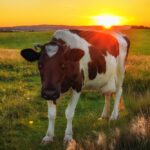 допомога фермерам на прифронтових територіях